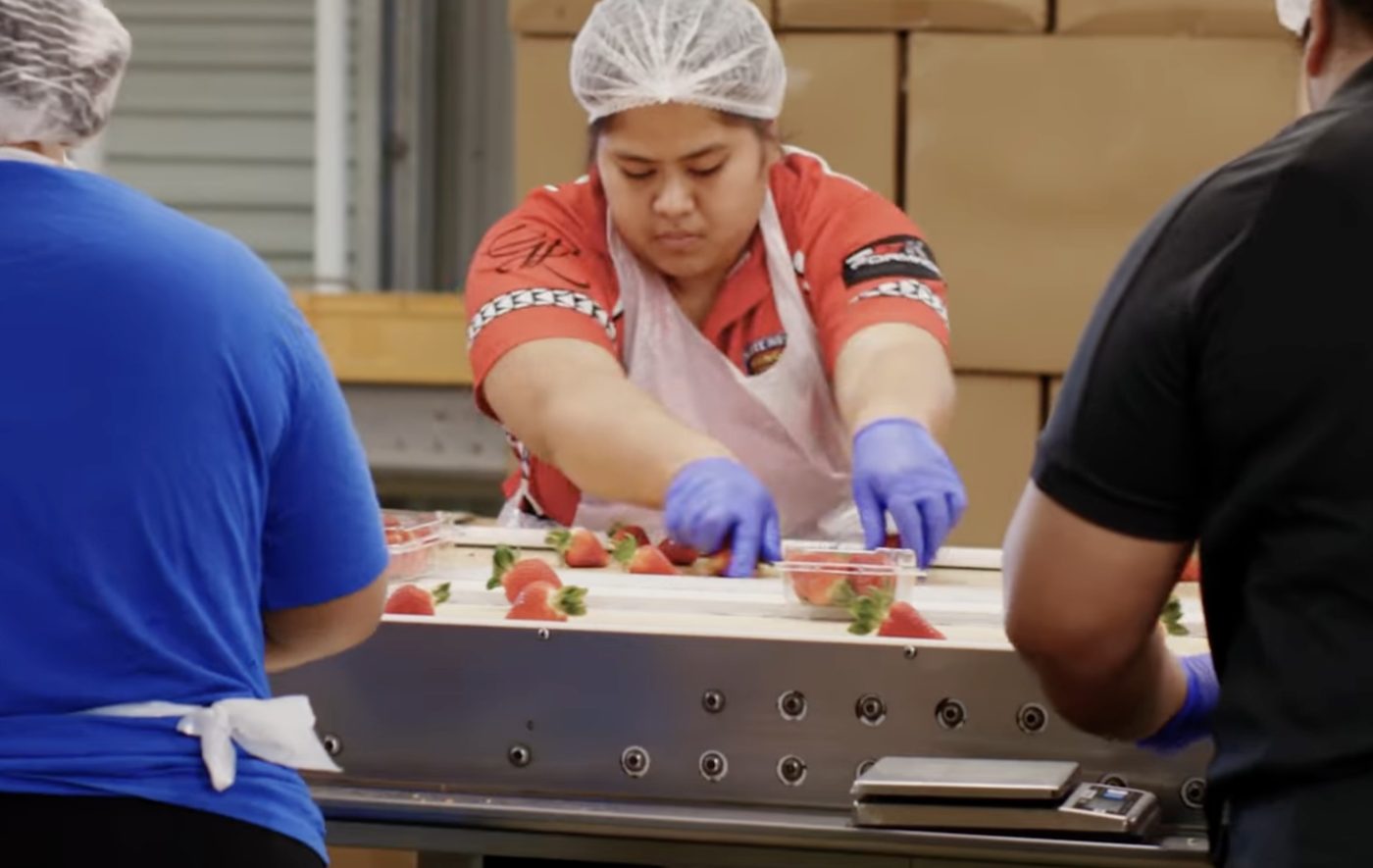 Supplier QA workers in hairnets and gloves inspecting fresh produce on a packing line